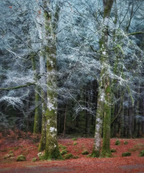 Framed Print : Scottish forest Framed Print : Scottish forest
