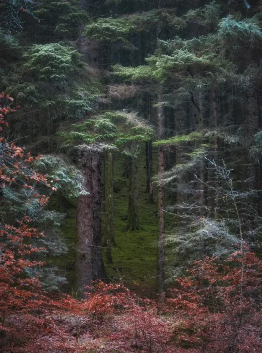 Framed Print : Scottish forest Framed Print : Scottish forest