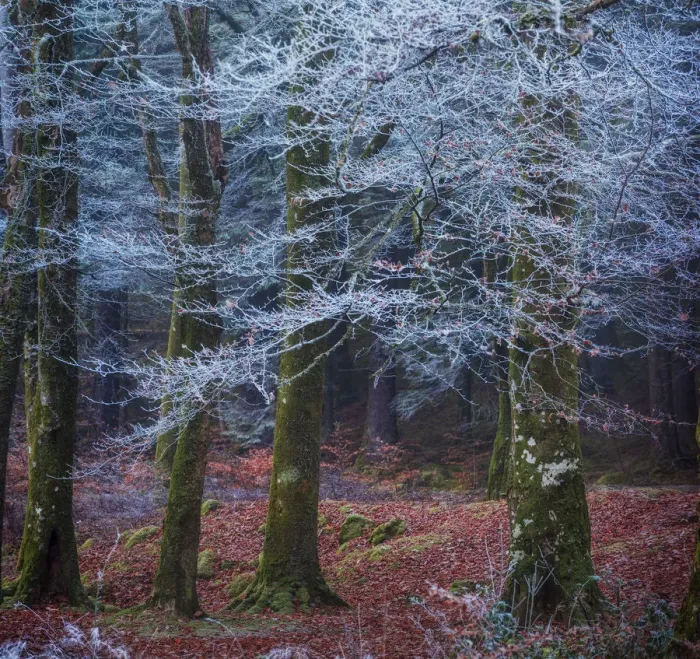 Framed Print : Scottish forest Framed Print : Scottish forest