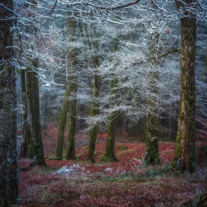 Framed Print : Scottish forest Framed Print : Scottish forest