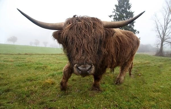Scottish Highland cattle -Bos primigenius f. taurus-, Allgaeu, Bavaria, Germany, Europe