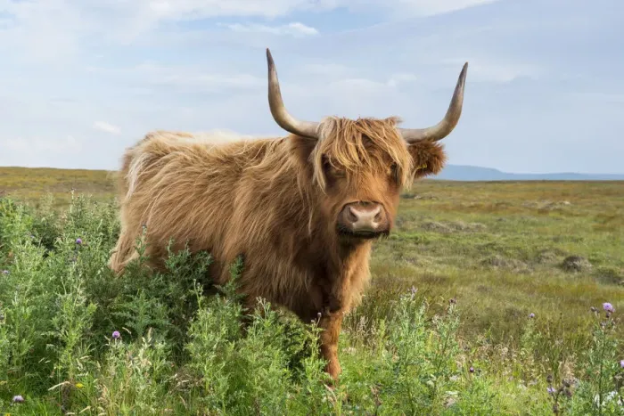 Framed Print : Scottish Highland Cattle or Kyloe, northern Scotland, Scotland, United Kingdom, Europe Framed Print : Scottish Highland Cattle or Kyloe, northern Scotland, Scotland, United Kingdom, Europe