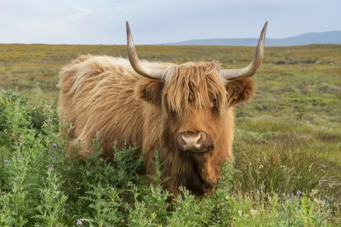 Framed Print : Scottish Highland Cattle or Kyloe, northern Scotland, Scotland, United Kingdom, Europe Framed Print : Scottish Highland Cattle or Kyloe, northern Scotland, Scotland, United Kingdom, Europe