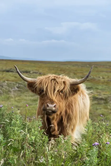 Framed Print : Scottish Highland Cattle or Kyloe, northern Scotland, Scotland, United Kingdom, Europe