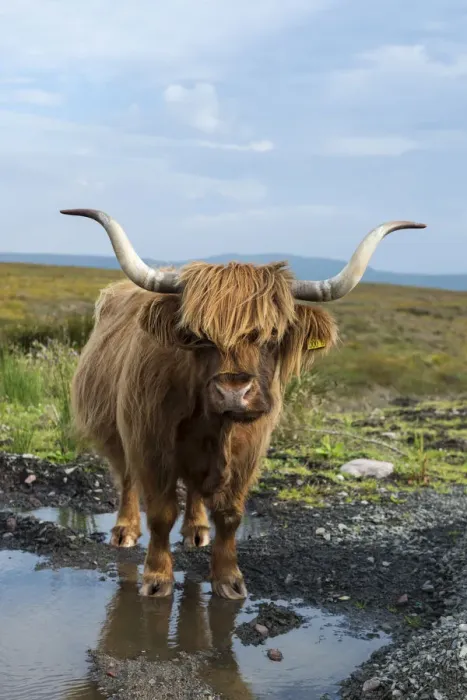 Framed Print : Scottish Highland Cattle or Kyloe, northern Scotland, Scotland, United Kingdom, Europe Framed Print : Scottish Highland Cattle or Kyloe, northern Scotland, Scotland, United Kingdom, Europe