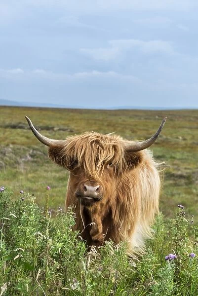 Scottish Highland Cattle or Kyloe, northern Scotland, Scotland, United Kingdom, Europe