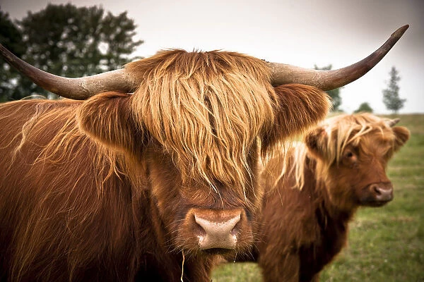 Scottish Highland Cattle, Rerik, Rerik, Mecklenburg-Western Pomerania, Germany
