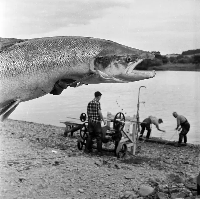 Framed Print : Scottish Salmon Framed Print : Scottish Salmon