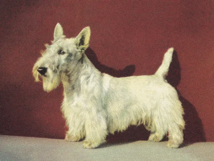 Framed Print : Scottish Terrier Framed Print : Scottish Terrier