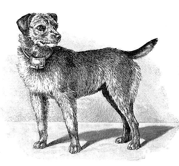 Scottish terrier as a war dog