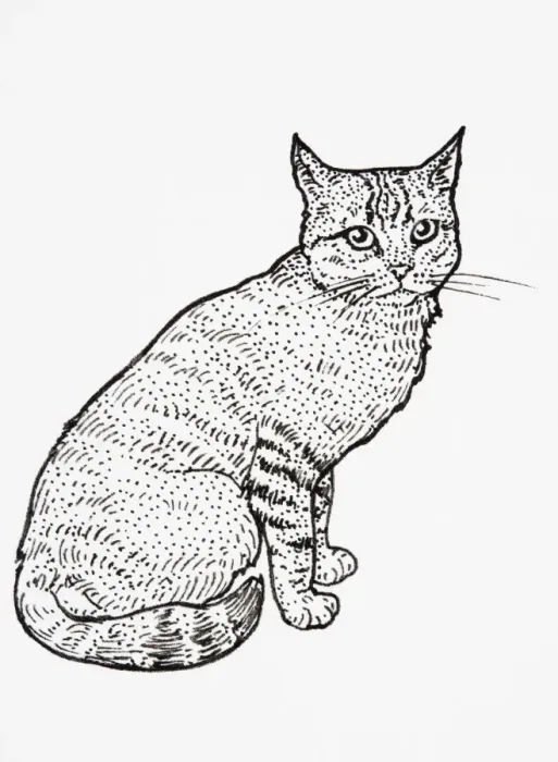 Framed Print : Scottish Wildcat (Felis silvestris grampia), seated Framed Print : Scottish Wildcat (Felis silvestris grampia), seated