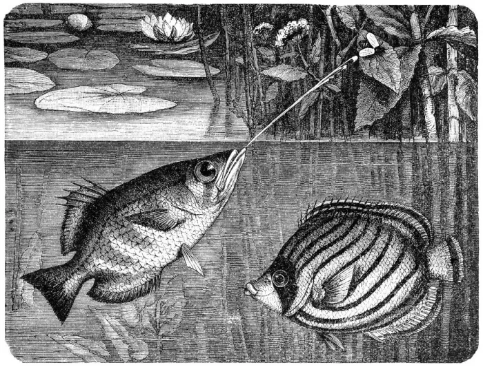 Framed Print : Scrawled Butterflyfish (Chaetodon meyeri) and Banded archerfish (Toxotes jaculatrix) Framed Print : Scrawled Butterflyfish (Chaetodon meyeri) and Banded archerfish (Toxotes jaculatrix)