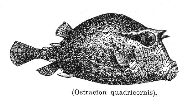 Scrawled cowfish engraving 1897