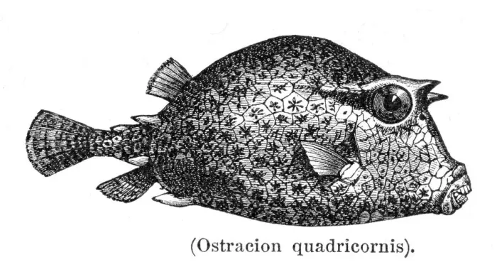 Framed Print : Scrawled cowfish engraving 1897