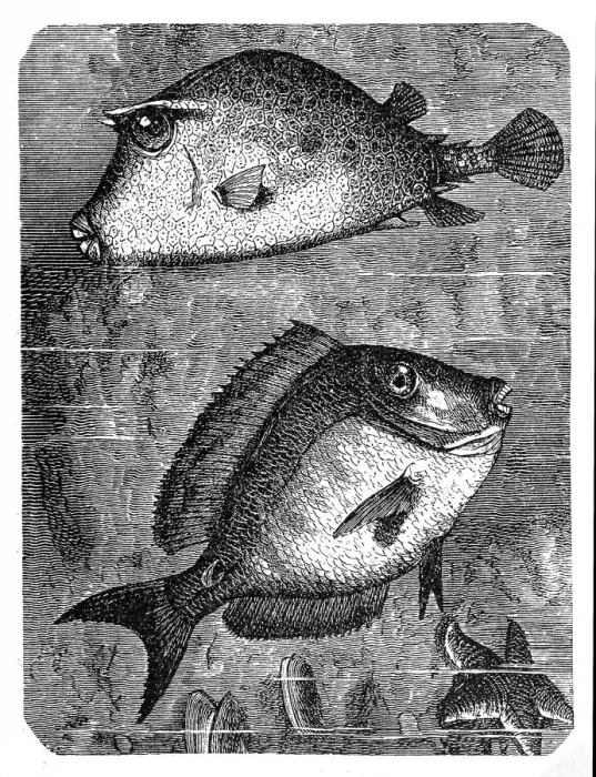 Framed Print : The scrawled cowfish (ostracion quadricornis) and Doctorfish (Acanthurus chirurgus) Framed Print : The scrawled cowfish (ostracion quadricornis) and Doctorfish (Acanthurus chirurgus)