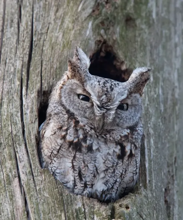 Framed Print : Screech Owl Framed Print : Screech Owl