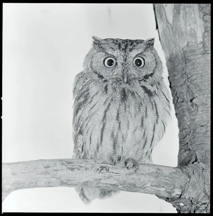 Framed Print : Screech Owl Framed Print : Screech Owl