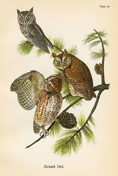 Screech owl bird lithograph 1890