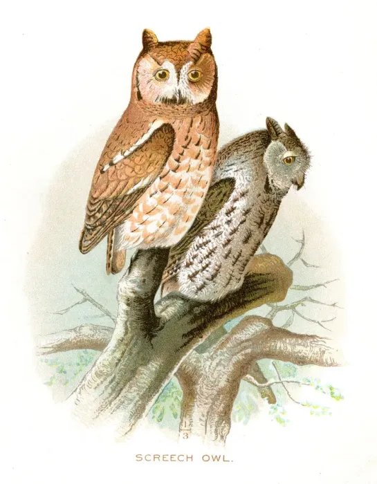 Framed Print : Screech owl lithograph 1897 Framed Print : Screech owl lithograph 1897