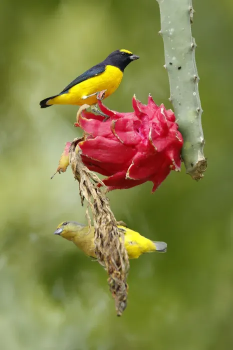 Framed Print : Scrub Euphonia Framed Print : Scrub Euphonia