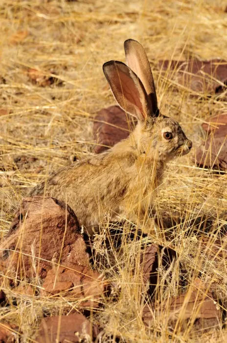 Framed Print : Scrub Hare (Lepus saxatilis), Mik Mountains, Damaraland, Namibia, Africa Framed Print : Scrub Hare (Lepus saxatilis), Mik Mountains, Damaraland, Namibia, Africa