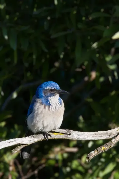 Framed Print : Scrub Jay perching on branch of tree