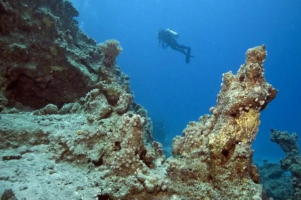 Scuba diver at a reef, Marsa Alam, Egypt, Red Sea, Africa