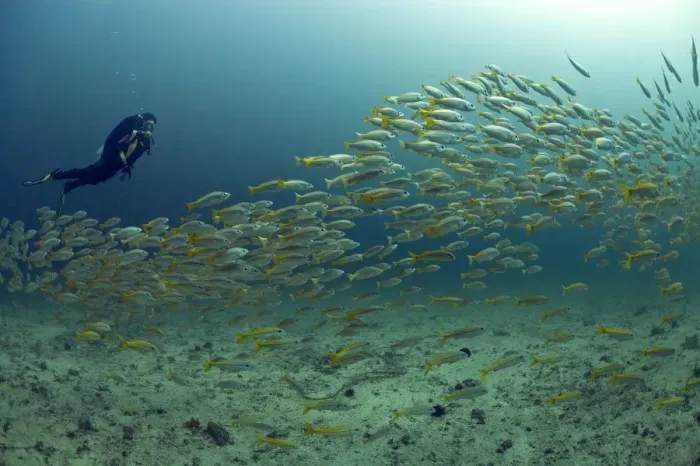 Framed Print : Scuba diver with a school of Yellowtail Snapper -Ocyurus chrysurus-, Gulf of Oman, Oman