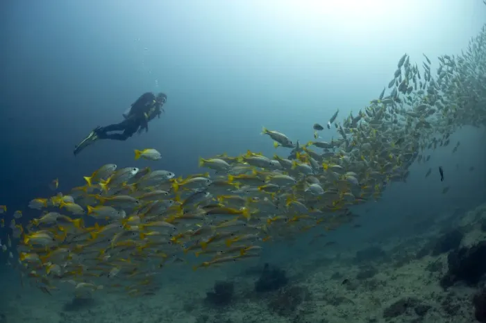 Framed Print : Scuba diver with a school of Yellowtail Snapper -Ocyurus chrysurus-, Gulf of Oman, Oman Framed Print : Scuba diver with a school of Yellowtail Snapper -Ocyurus chrysurus-, Gulf of Oman, Oman