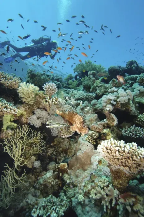 Framed Print : Scuba diver swimming above colourful coral reef, school of fish swimming past, lionfish in foreground, underwater