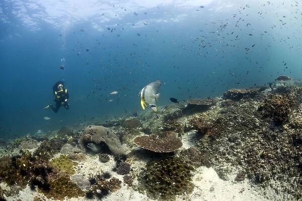 Scuba diver swimming over a reef, Gulf of Oman, Oman