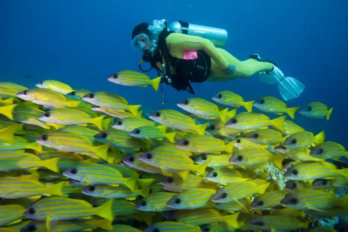 Framed Print : Scuba diver watching a school of Bluestripe Snappers -Lutjanus kasmira-, Palau Framed Print : Scuba diver watching a school of Bluestripe Snappers -Lutjanus kasmira-, Palau