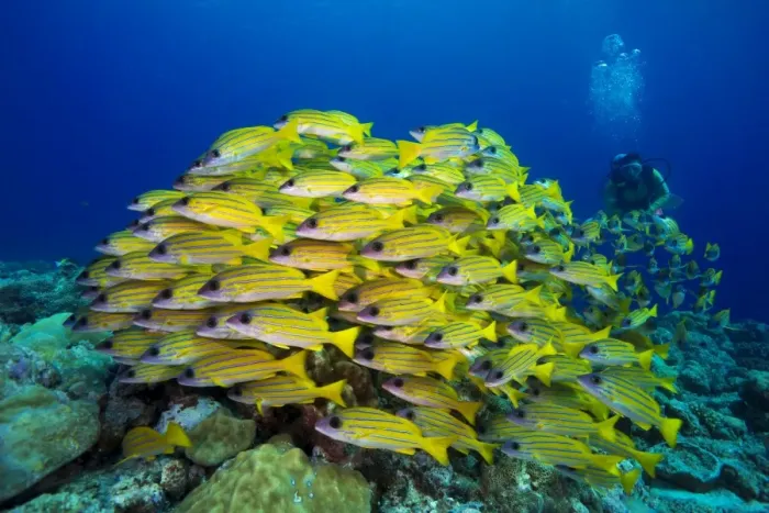 Framed Print : Scuba diver watching a school of Bluestripe Snappers -Lutjanus kasmira-, Palau Framed Print : Scuba diver watching a school of Bluestripe Snappers -Lutjanus kasmira-, Palau