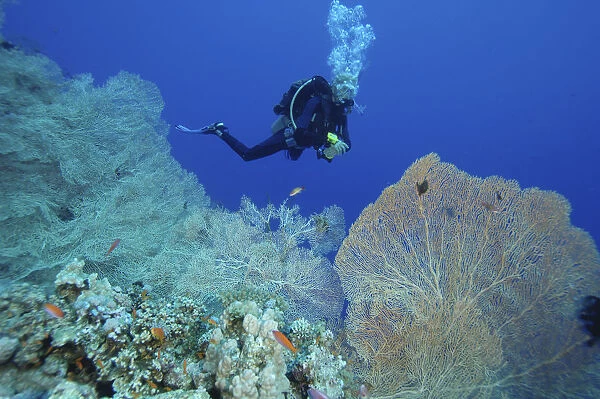 Scuba diver, young woman, swimming in front of coral reef, orange fish in foreground