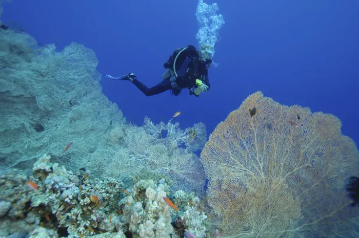 Framed Print : Scuba diver, young woman, swimming in front of coral reef, orange fish in foreground