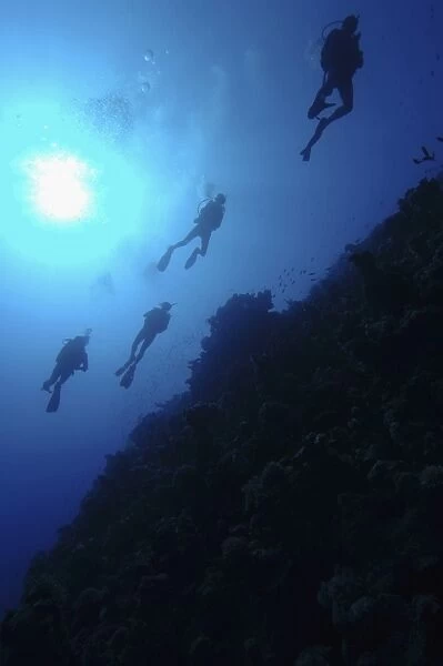 Four scuba divers swimming above coral reef, sun shining through surface of water, low angle view