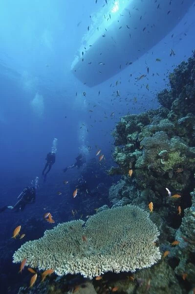 Four scuba divers swimming near coral reef, boat visible above waters surface