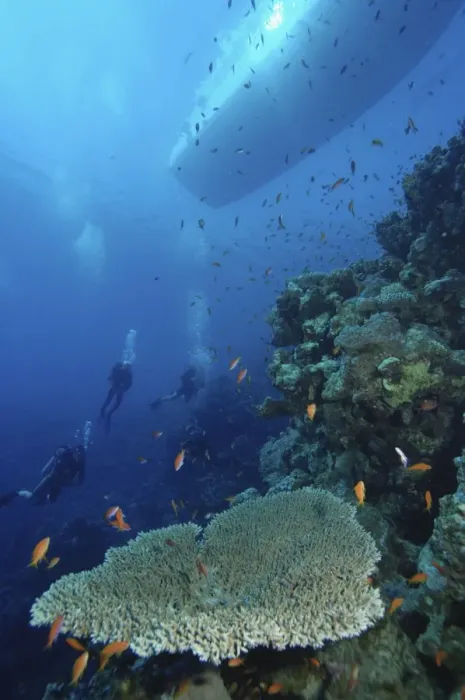 Framed Print : Four scuba divers swimming near coral reef, boat visible above waters surface