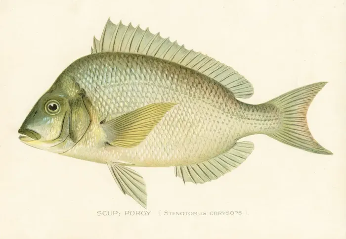 Framed Print : Scup porgy chromolithograph 1898 Framed Print : Scup porgy chromolithograph 1898