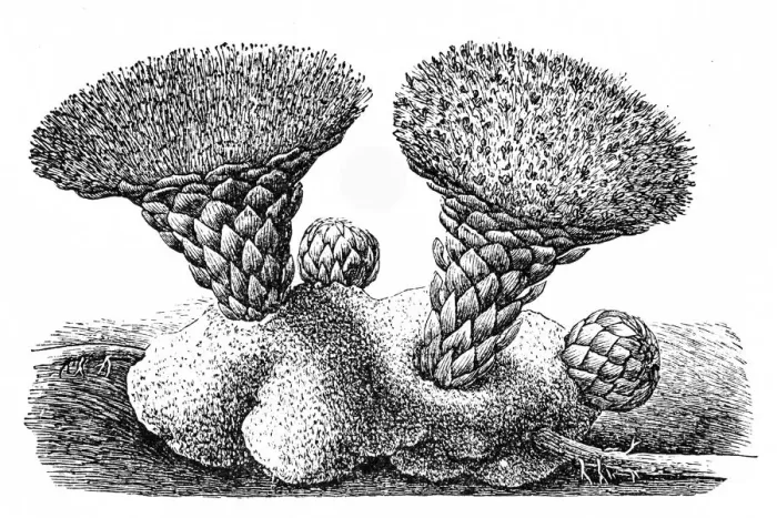 Framed Print : Scybalium fungiforme Framed Print : Scybalium fungiforme