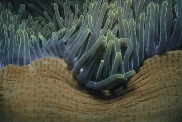 Framed Print : Sea Anemone Framed Print : Sea Anemone