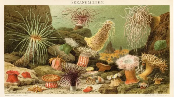 Sea Anemone Print 1897 Meyers Konversations-Lexikon. Art Prints