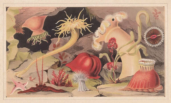 Sea anemones, lithograph, published in 1868