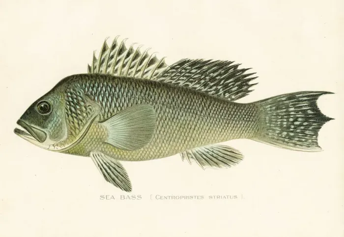 Framed Print : Sea bass chromolithograph 1898 Framed Print : Sea bass chromolithograph 1898