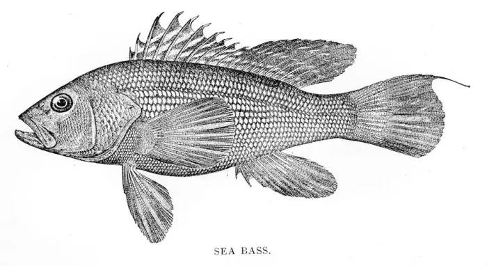 Framed Print : Sea bass engraving 1898 Framed Print : Sea bass engraving 1898