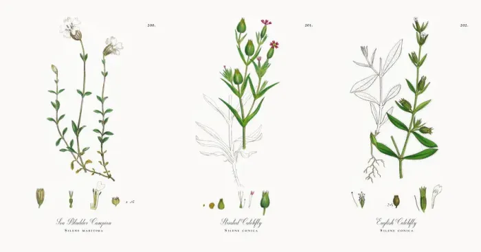 Framed Print : Sea Bladder Campion, Silene maritima, Victorian Botanical Illustration, 1863