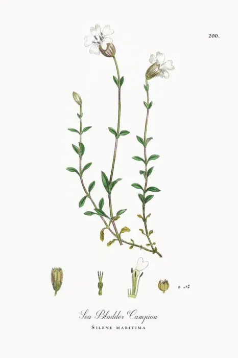 Framed Print : Sea Bladder Campion, Silene maritima, Victorian Botanical Illustration, 1863