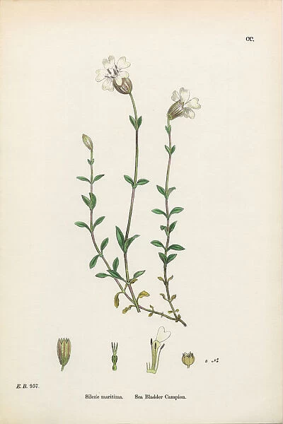 Sea Bladder Campion, Silene maritima, Victorian Botanical Illustration, 1863