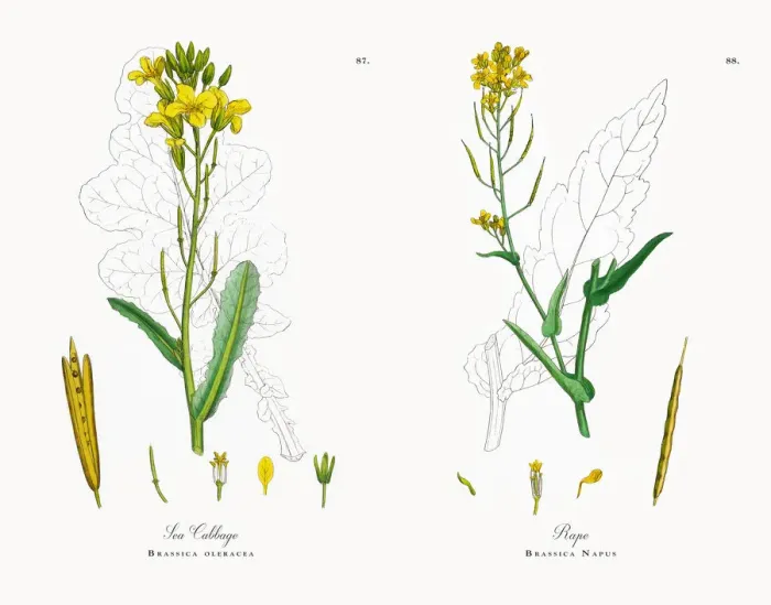 Framed Print : Sea Cabbage, Brassica oleracea, Victorian Botanical Illustration, 1863 Framed Print : Sea Cabbage, Brassica oleracea, Victorian Botanical Illustration, 1863