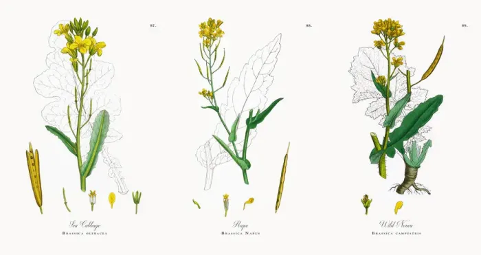 Framed Print : Sea Cabbage, Brassica oleracea, Victorian Botanical Illustration, 1863 Framed Print : Sea Cabbage, Brassica oleracea, Victorian Botanical Illustration, 1863